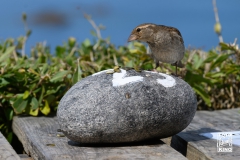 cornwall-2019-13