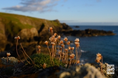 cornwall-2019-3