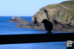 cornwall-2019-5