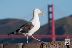 san-francisco-2014-4148