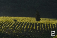 toskana-2014-0650